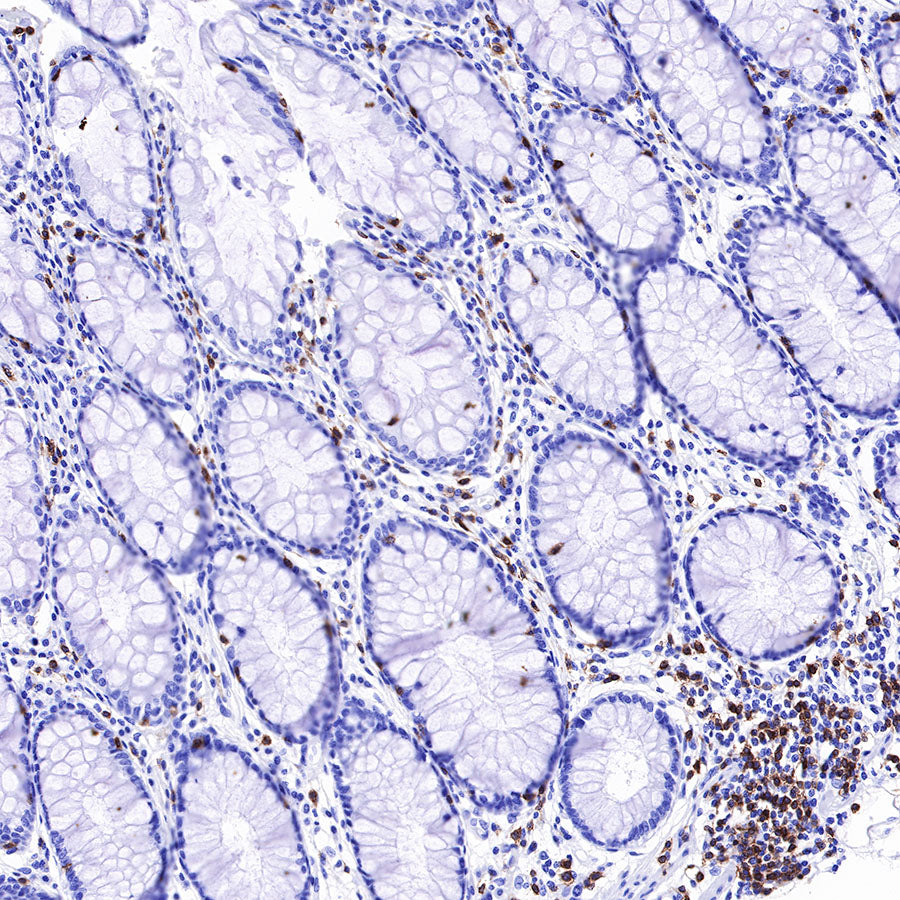 S-RMab® CD3 epsilon Recombinant Rabbit mAb,PBS Only (SDT-R137)