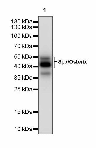 Sp7/Osterix Recombinant Rabbit mAb, PBS Only  (SDT-3238-16)