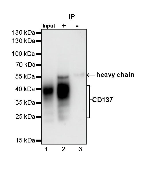 Rabbit Anti-Mouse CD137 Antibody (S-547-3)