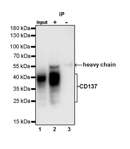 Rabbit Anti-Mouse CD137 Antibody (S-547-3)