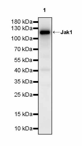 Jak1 Recombinant Rabbit mAb (S-4201)