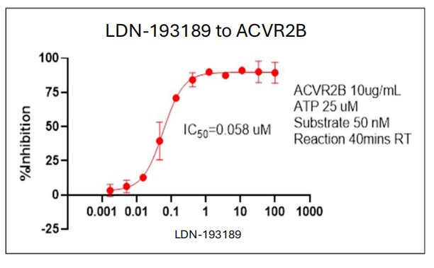 ACTRIIB His Tag Protein, Human