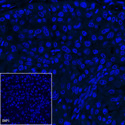 Goat anti-Rabbit IgG(H+L) (Alexa Fluor® 488 Conjugate)