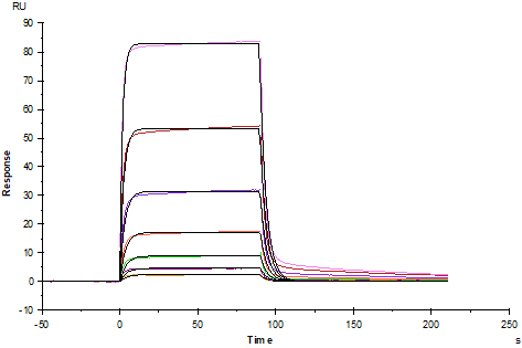 PD-1 His Tag Protein, Cynomolgus