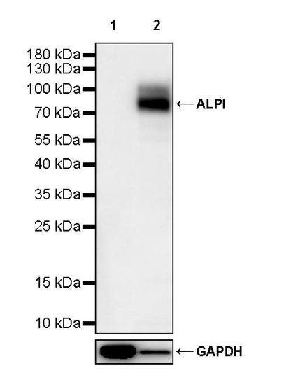 ALPI Recombinant Rabbit mAb (S-3768-104)