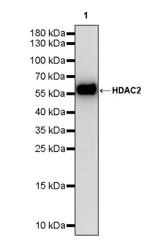 HDAC2 Recombinant Rabbit mAb (S-1474-27)