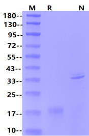 M-CSF Protein, Human