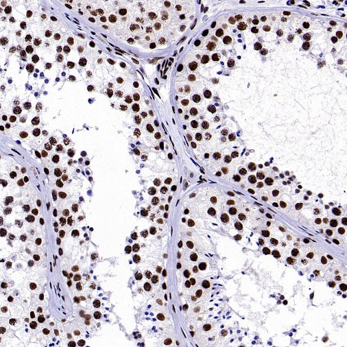 NRF1 Recombinant Rabbit mAb (S-2409-103)