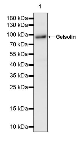 Gelsolin Rabbit Polyclonal Antibody