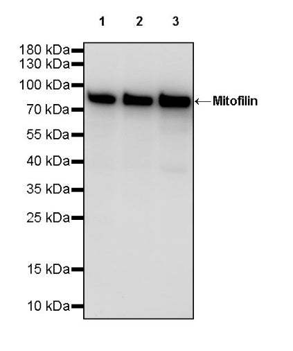 Mitofilin Recombinant Rabbit mAb (S-2277-37)