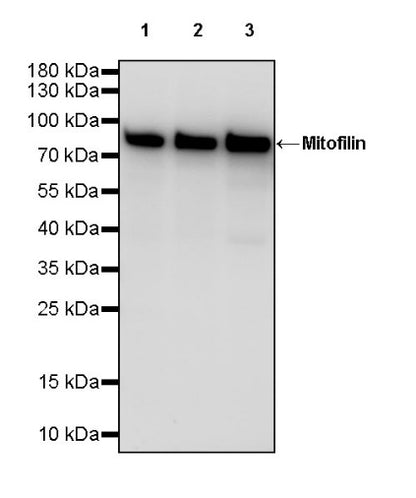 Mitofilin Recombinant Rabbit mAb (S-2277-37)