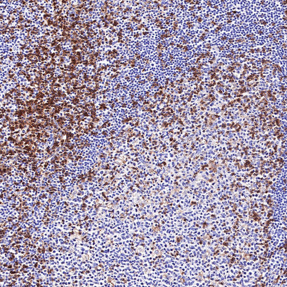 CD4 Recombinant Rabbit mAb,PBS Only (SDT-R163)