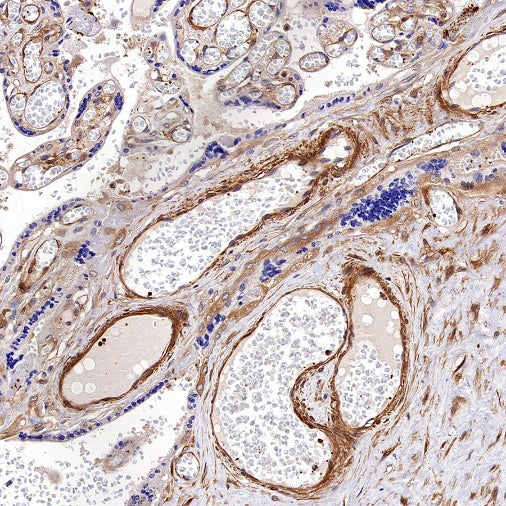Vinculin Recombinant Mouse mAb (S-916-217)