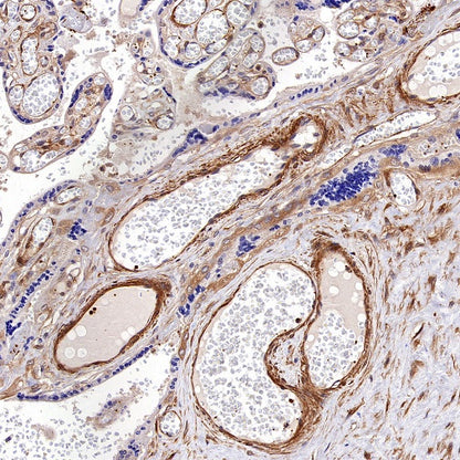 Vinculin Recombinant Mouse mAb (S-916-217)