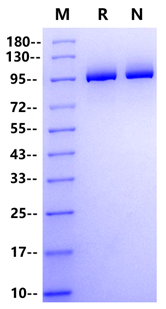T7 RNA Polymerase