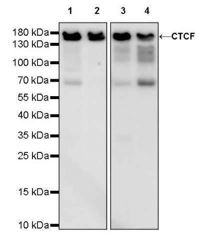 CTCF Recombinant Rabbit mAb (S-1822-42)