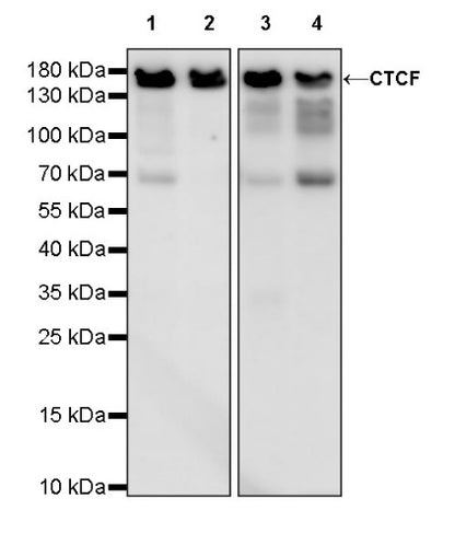 CTCF Recombinant Rabbit mAb (S-1822-42)