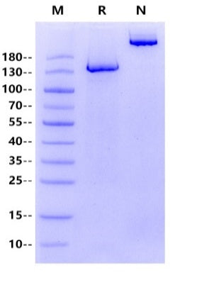 ErbB3/Her3 Fc Chimera Protein, Human