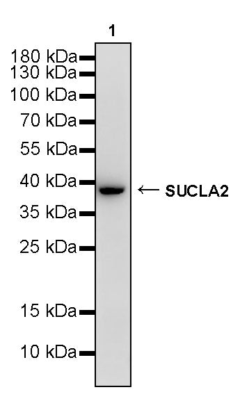 SUCLA2 Rabbit Polyclonal Antibody