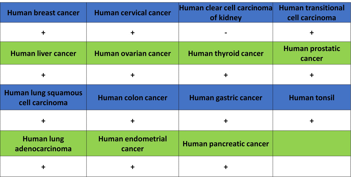 COXIV Recombinant Mouse mAb (S-5528)