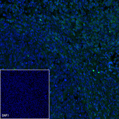 CD3 epsilon Recombinant Rabbit mAb (SDT-241-49)