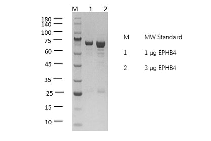 EPHB4 Protein