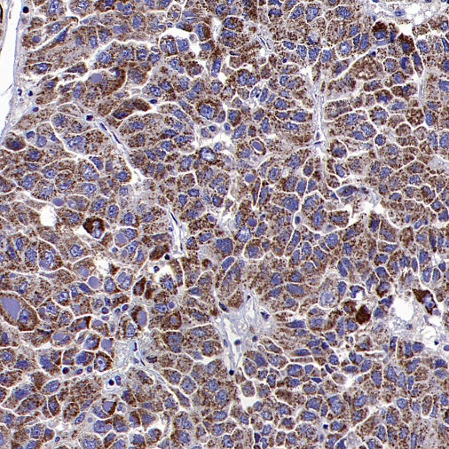 DLAT Rabbit Polyclonal Antibody