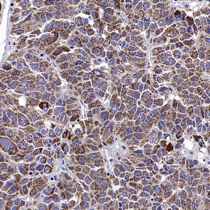 DLAT Rabbit Polyclonal Antibody