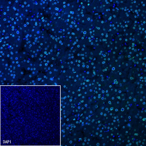 Lamin A/C Recombinant Rabbit mAb (S-950-164)