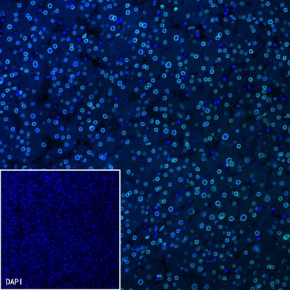 Lamin A/C Recombinant Rabbit mAb (S-950-164)