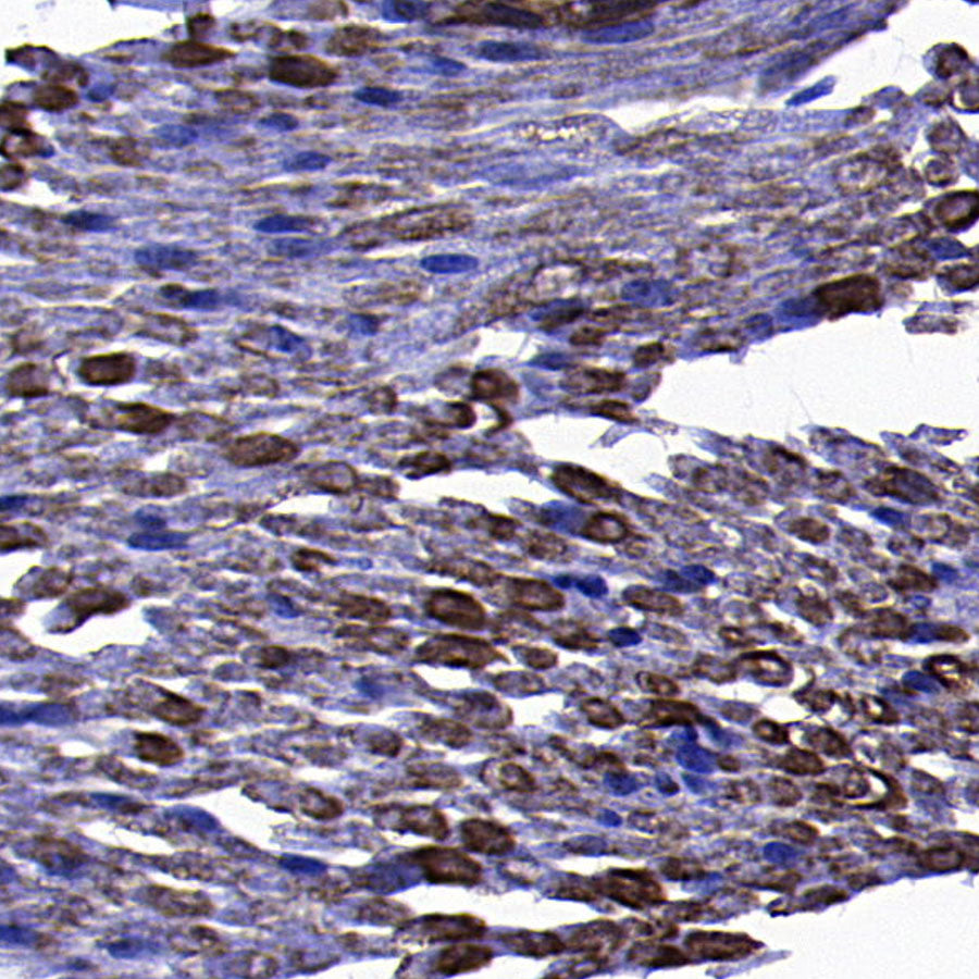 PMP22 Recombinant Rabbit mAb (S-5305)