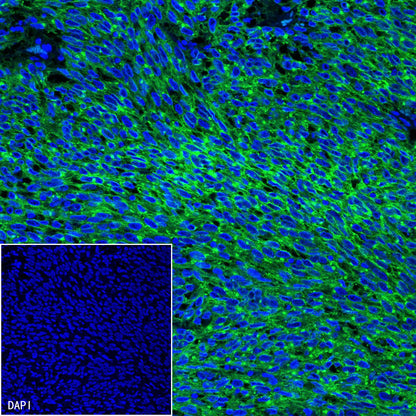 S-RMab® CD117 Recombinant Rabbit mAb,PBS Only (SDT-125-51)