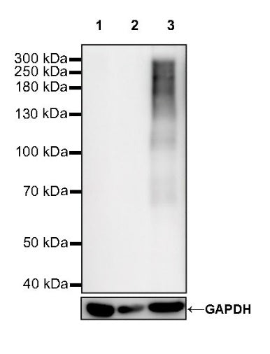 CA125 Recombinant Rabbit mAb (SDT-555-41)