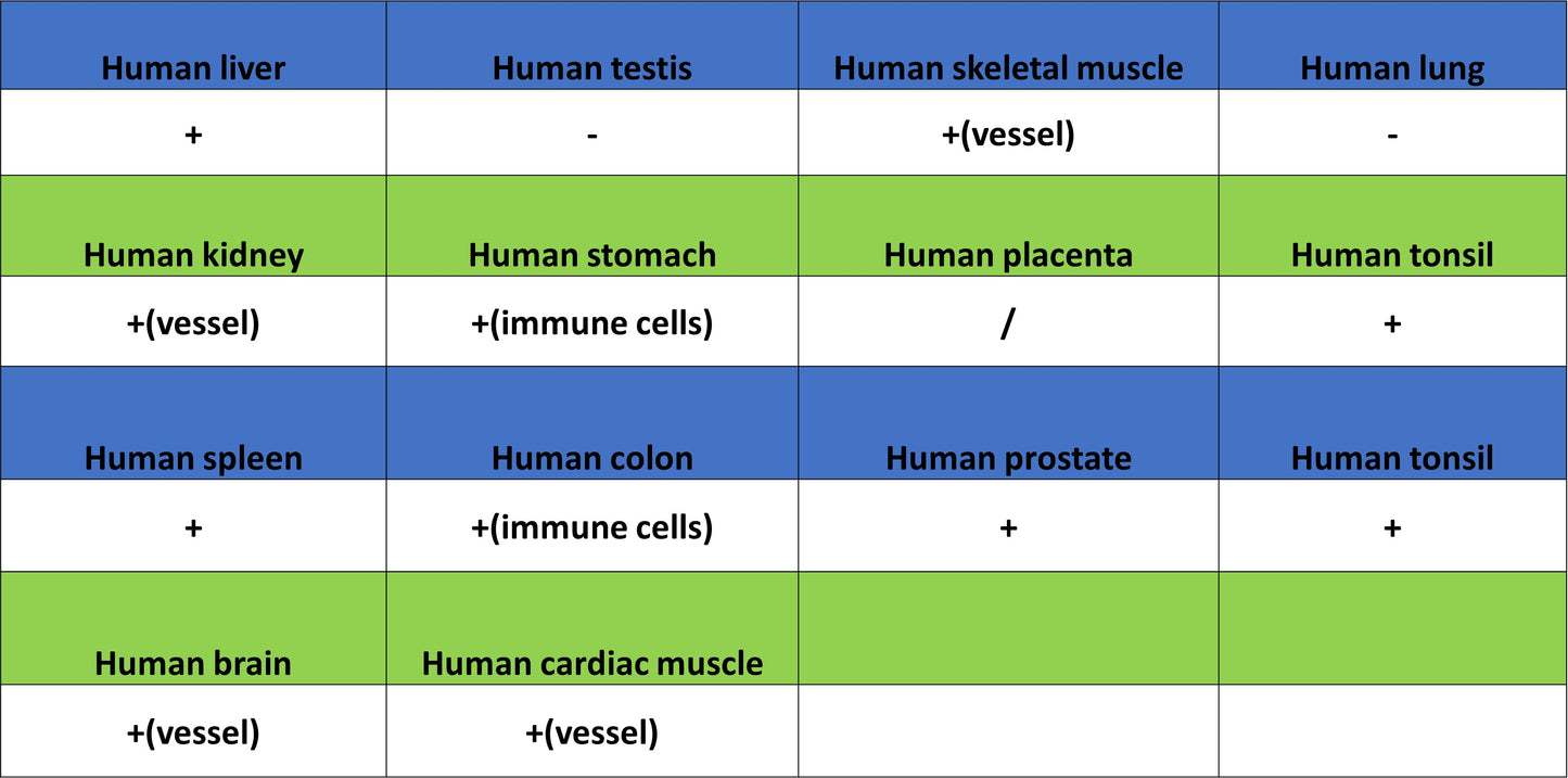 HLA-ABC Recombinant Rabbit mAb (S-3995-2)