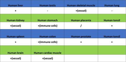 HLA-ABC Recombinant Rabbit mAb (S-3995-2)