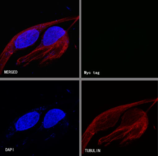S-RMab® Myc tag Recombinant Rabbit mAb (S-114-13)