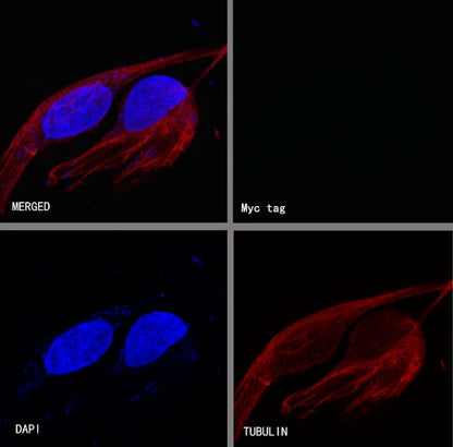S-RMab® Myc tag Recombinant Rabbit mAb (S-114-13)