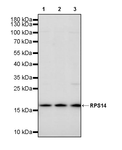 RPS14 Rabbit Polyclonal Antibody