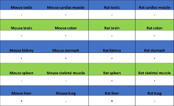 Coagulation factor V Recombinant Rabbit mAb (S-4489-58)