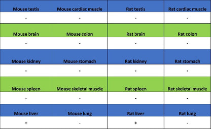 Coagulation factor V Recombinant Rabbit mAb (S-4489-58)
