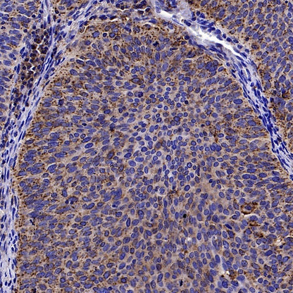 MX1 Rabbit Polyclonal Antibody