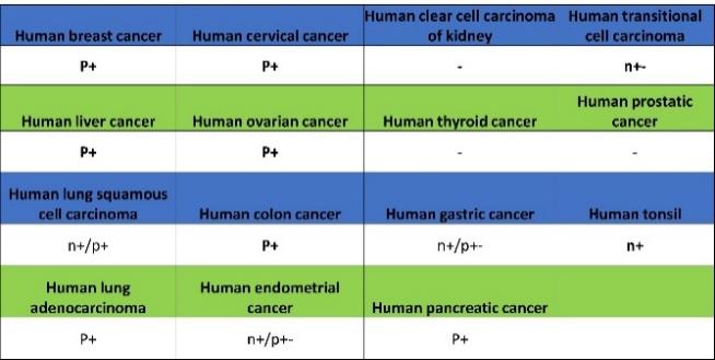 BRCA1 Recombinant Mouse mAb (S-4707)