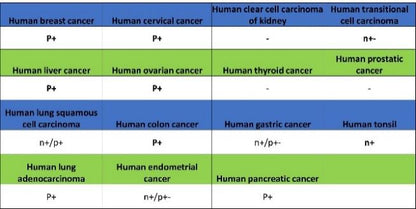 BRCA1 Recombinant Mouse mAb (S-4707)