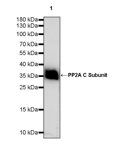 PP2A C Subunit Rabbit polyclonal antibody