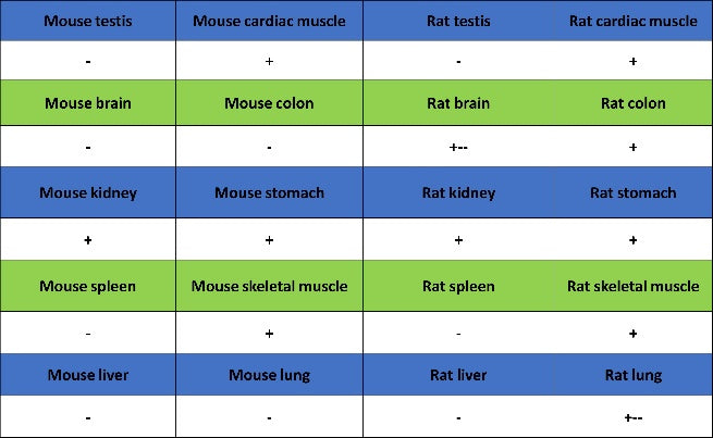 VDAC1 + VDAC2 + VDAC3 Rabbit Polyclonal Antibody