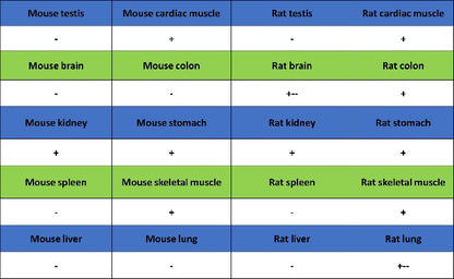 VDAC1 + VDAC2 + VDAC3 Rabbit Polyclonal Antibody