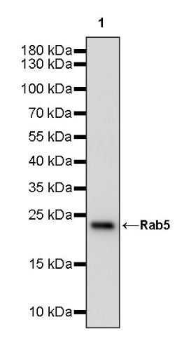 Rab5 Recombinant Rabbit mAb (S-1677-74)