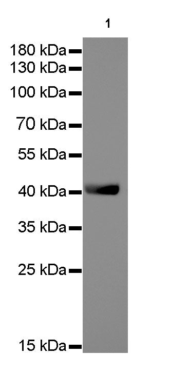 β-actin Rabbit mAb (SDT-R015)