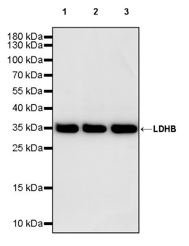 LDHB Rabbit Polyclonal Antibody