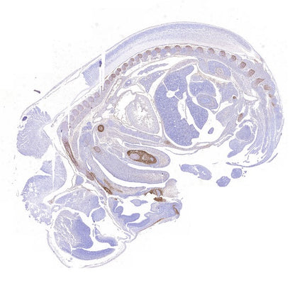 Sp7/Osterix Recombinant Rabbit mAb (SDT-3238-16)